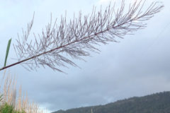 sugar cane is a grass