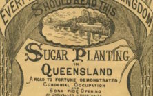 sugar planting graphic