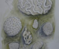 kim coral drawings
