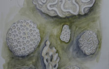 kim coral drawings