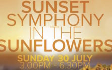 Sunset Symphony in the Sunflowers jpg copy 2