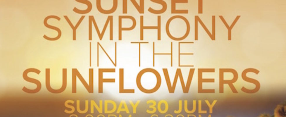 Sunset Symphony in the Sunflowers jpg copy 2